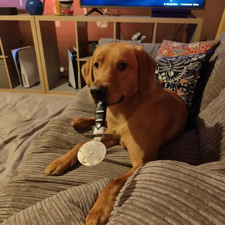 Labrador Retriever