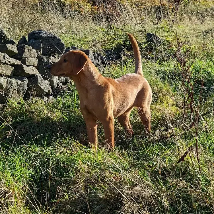 Labrador Retriever