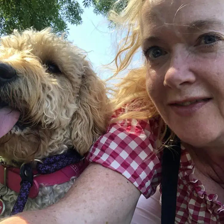 Goldendoodle
