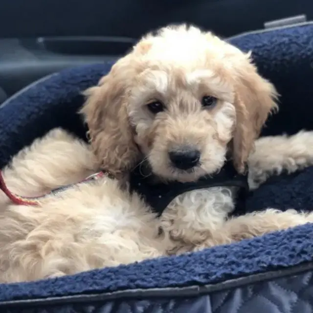 Goldendoodle