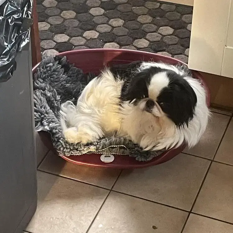 Japanese Chin