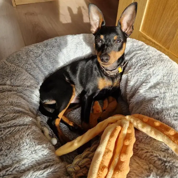 Miniature Pinscher