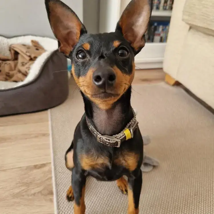 Miniature Pinscher