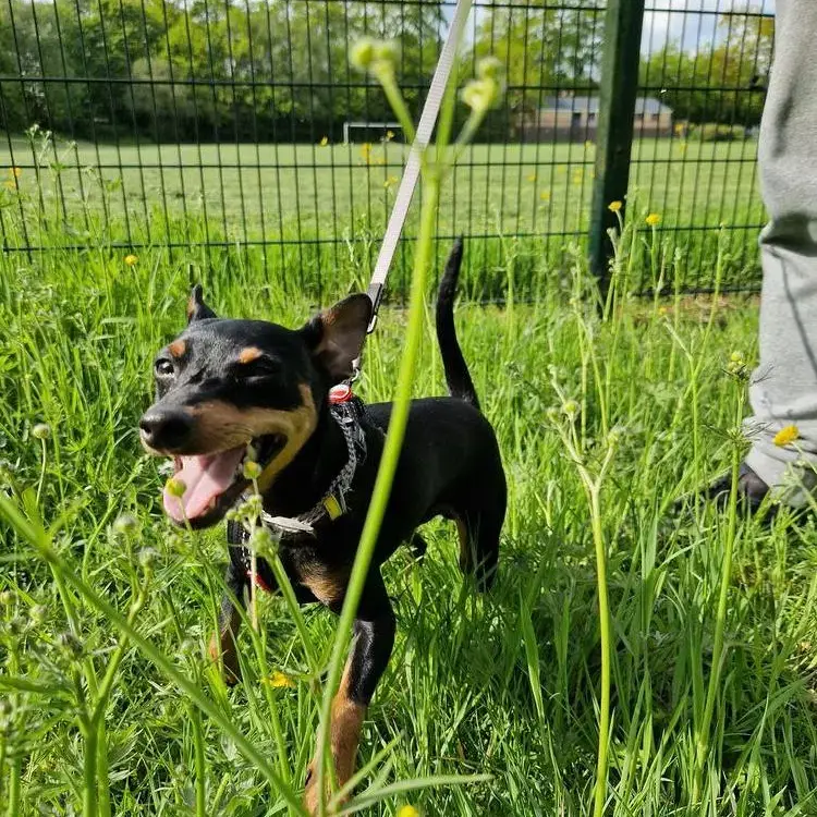 Miniature Pinscher