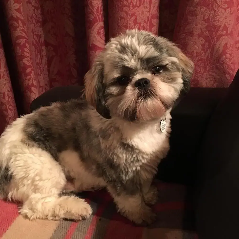Shih Tzu