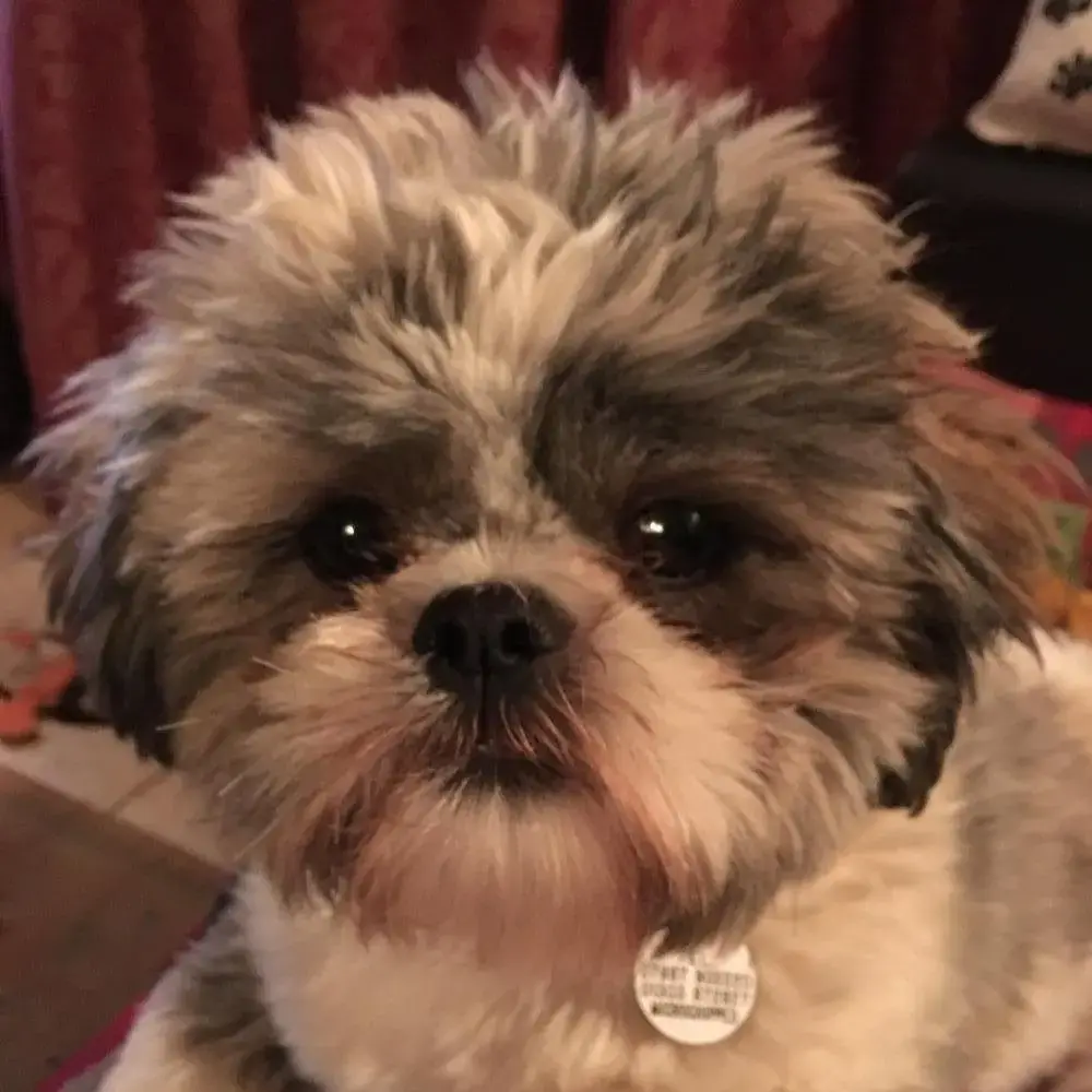 Shih Tzu