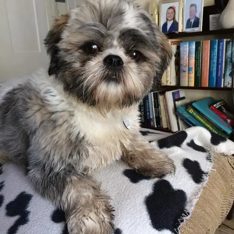 Shih Tzu