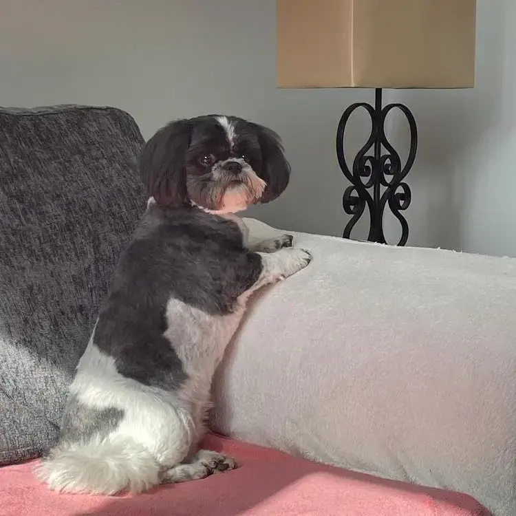Shih Tzu