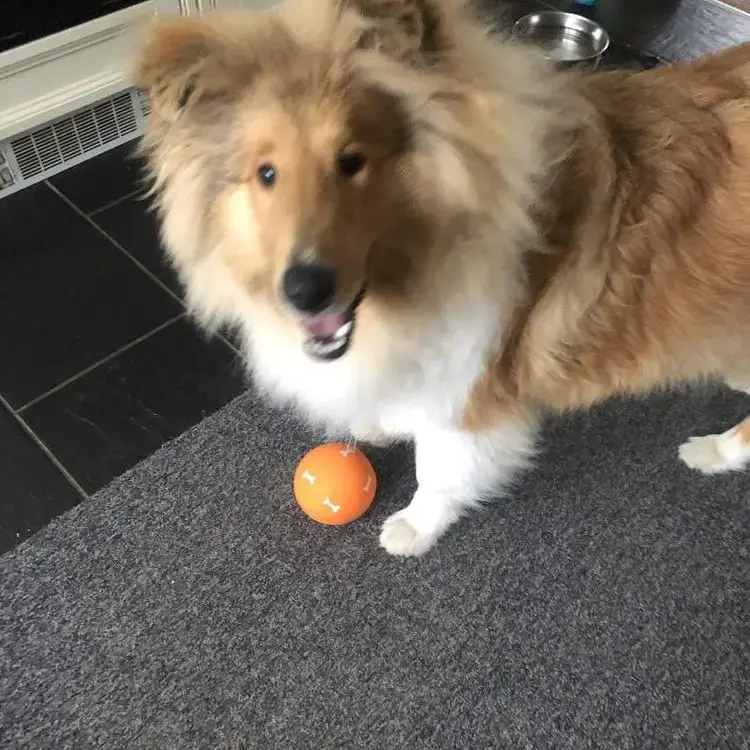 Collie (Rough)