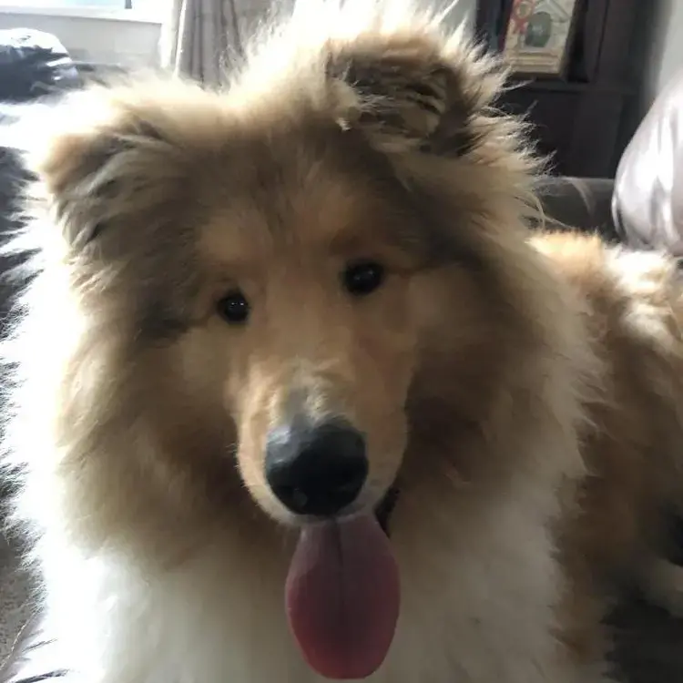 Collie (Rough)