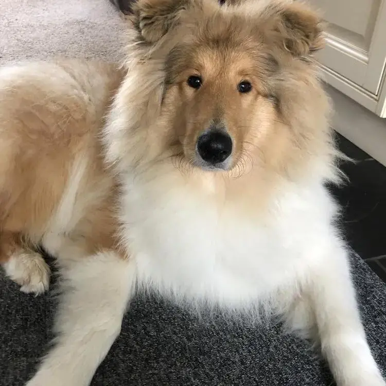 Collie (Rough)