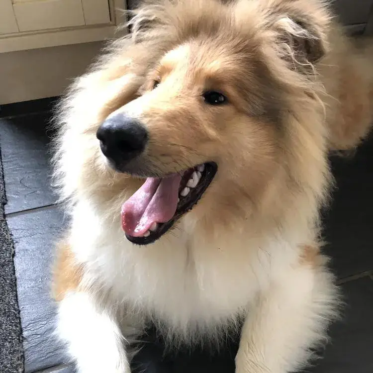 Collie (Rough)