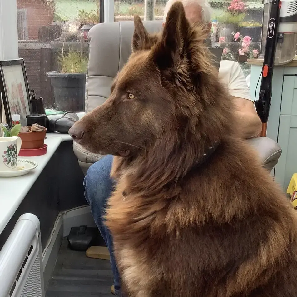 German Shepherd Dog
