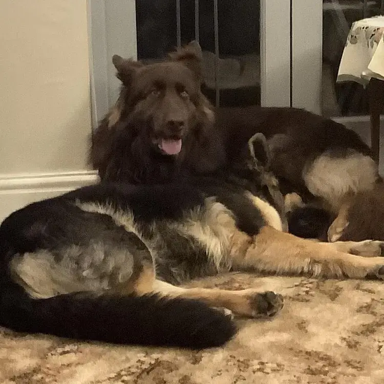German Shepherd Dog