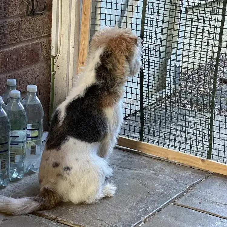 Jack Russell Terrier