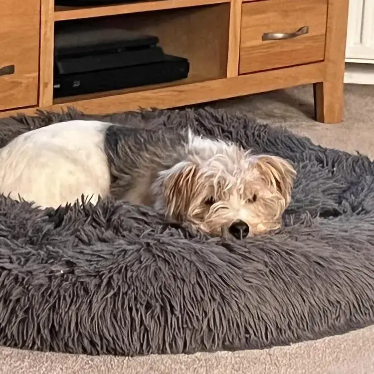 Jack Russell Terrier