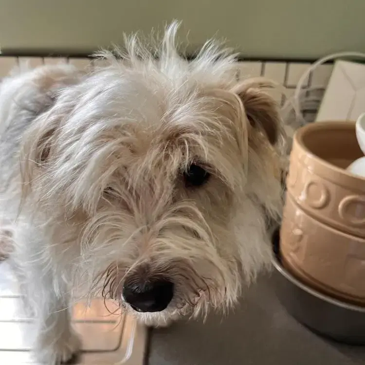 Jack Russell Terrier