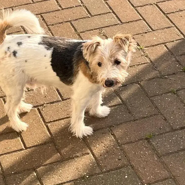 Jack Russell Terrier