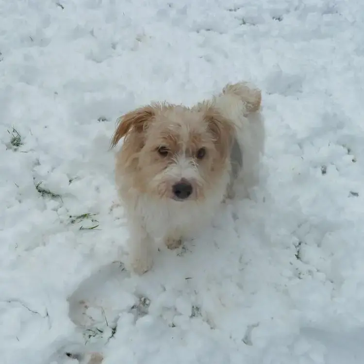 Jack Russell Terrier