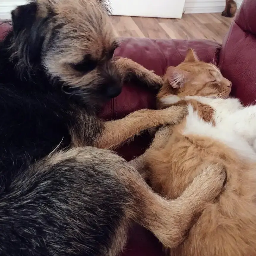Border Terrier