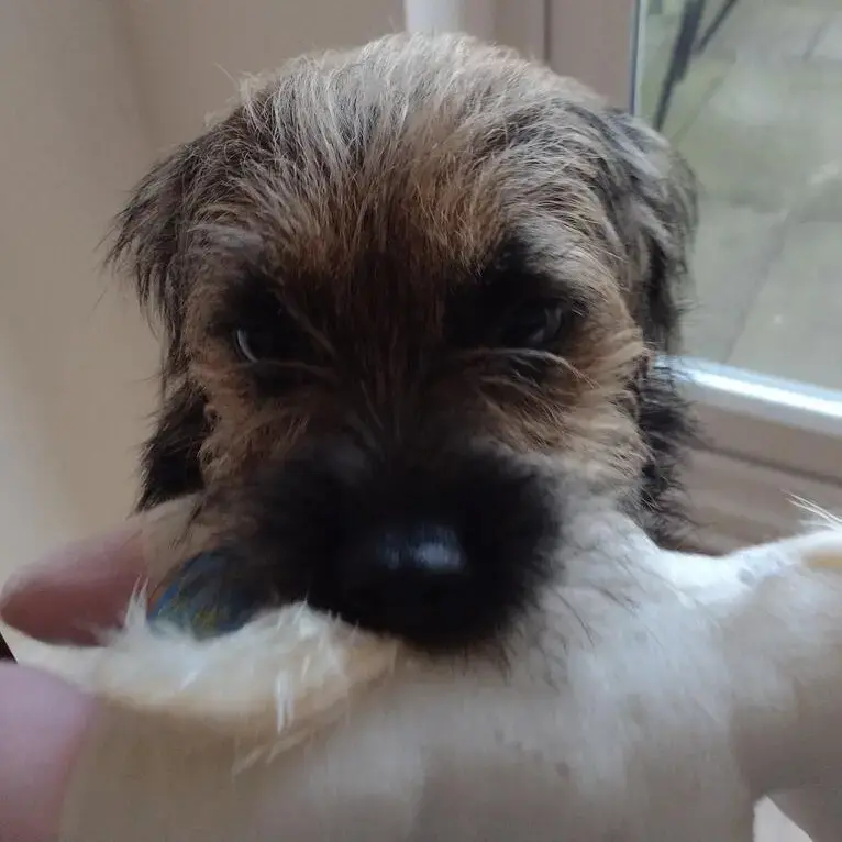 Border Terrier