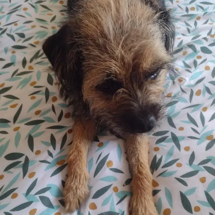 Border Terrier
