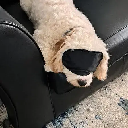 Cavachon
