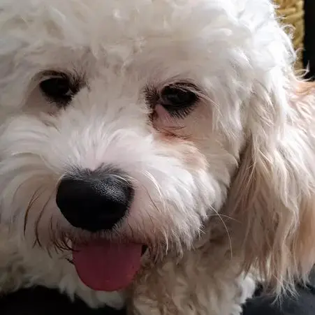 Cavachon