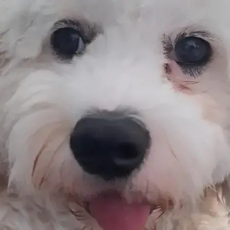 Cavachon