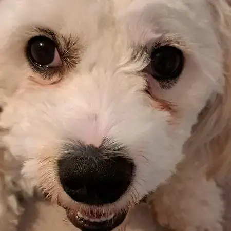 Cavachon