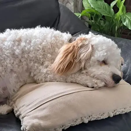 Cavachon