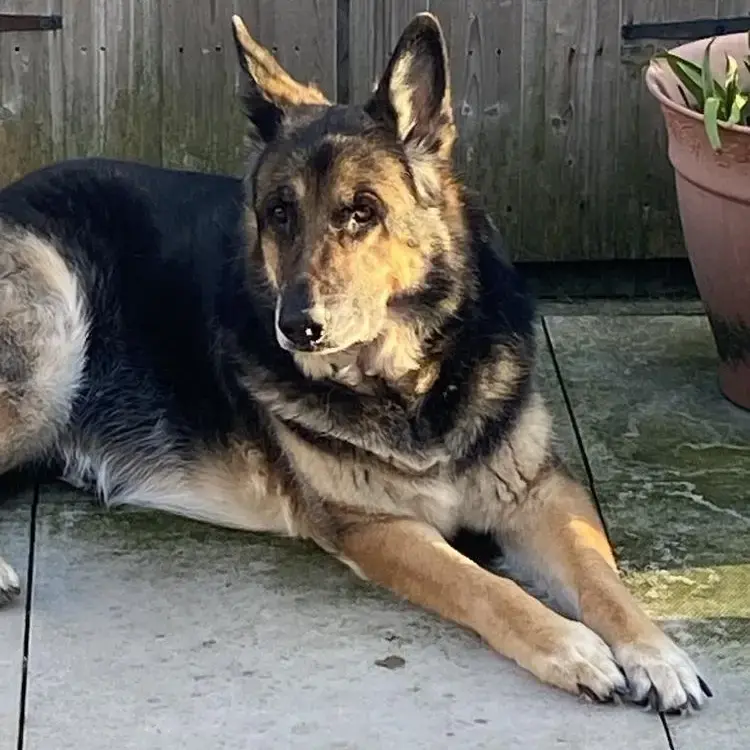 German Shepherd Dog