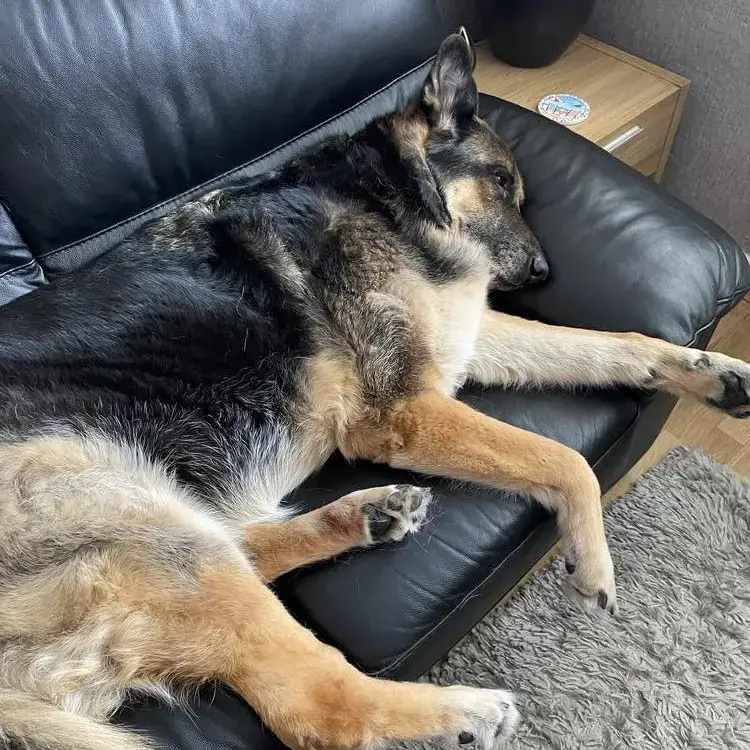 German Shepherd Dog