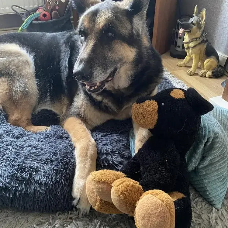 German Shepherd Dog