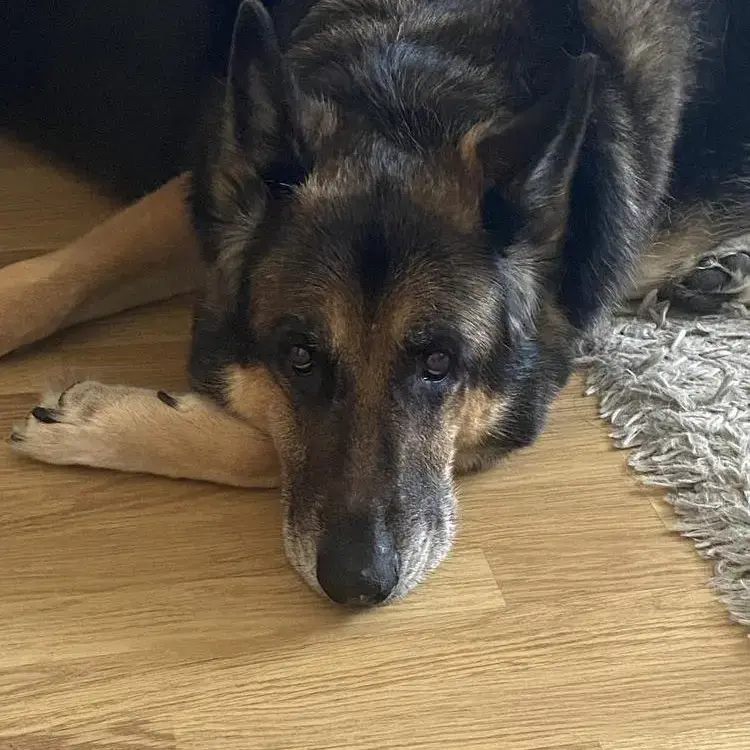 German Shepherd Dog