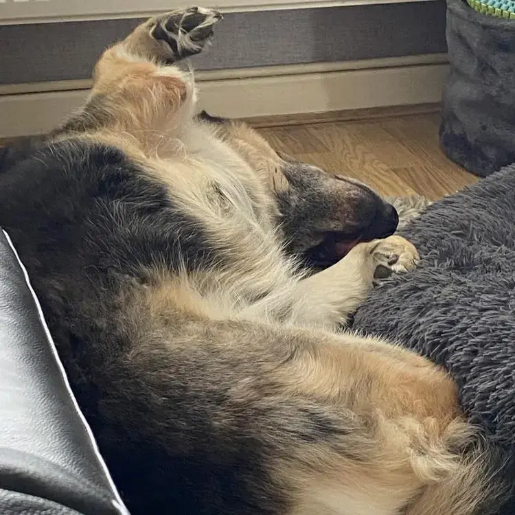 German Shepherd Dog