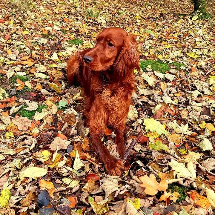 Irish Setter