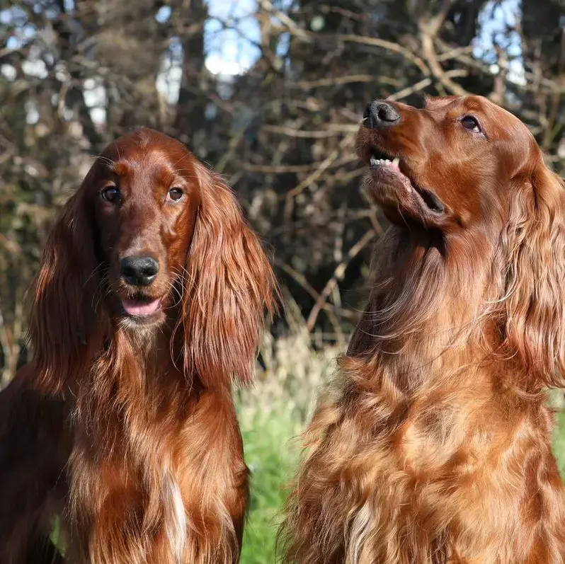 Irish Setter
