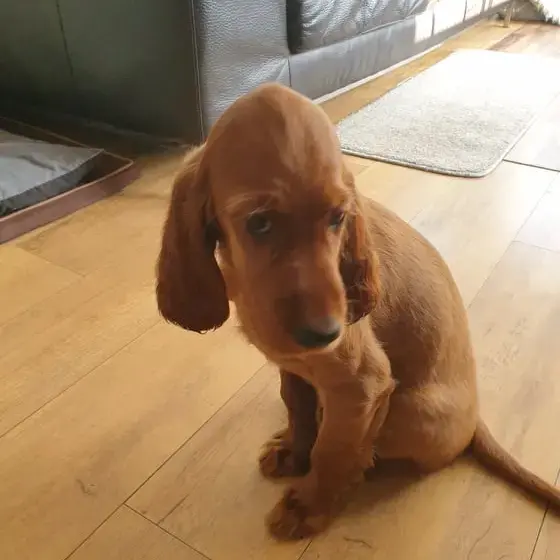 Irish Setter
