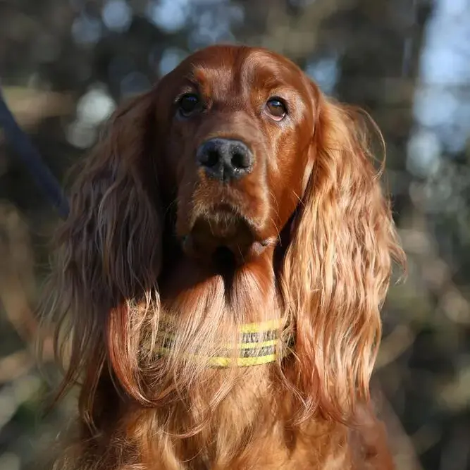 Irish Setter