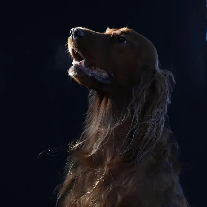 Irish Setter