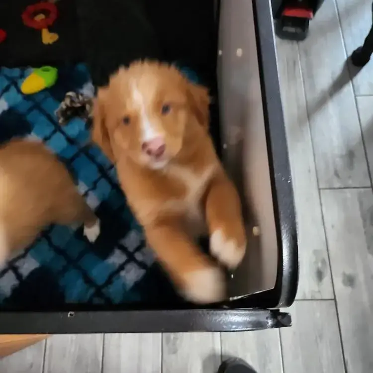 Nova Scotia Duck Tolling Retriever