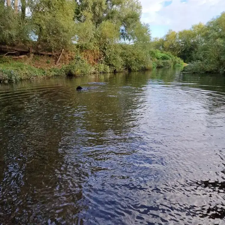 Polish Lowland Sheepdog