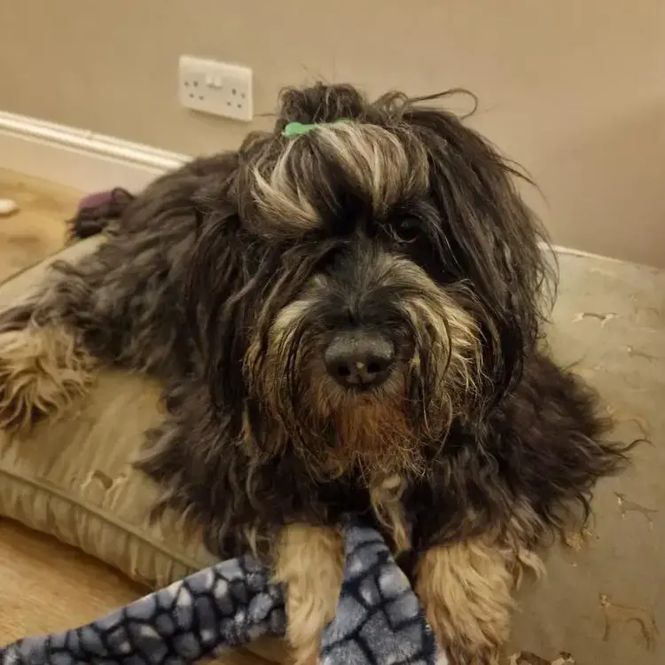 Polish Lowland Sheepdog