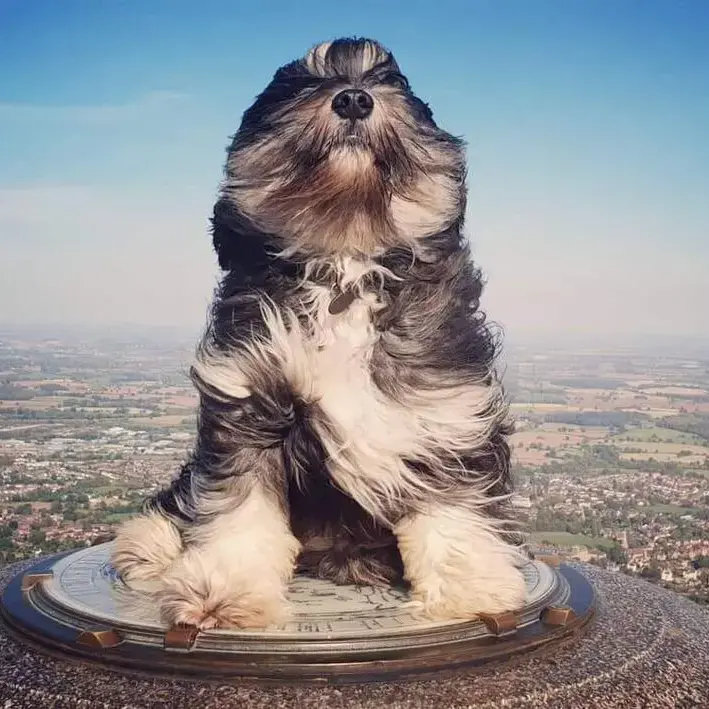 Polish Lowland Sheepdog