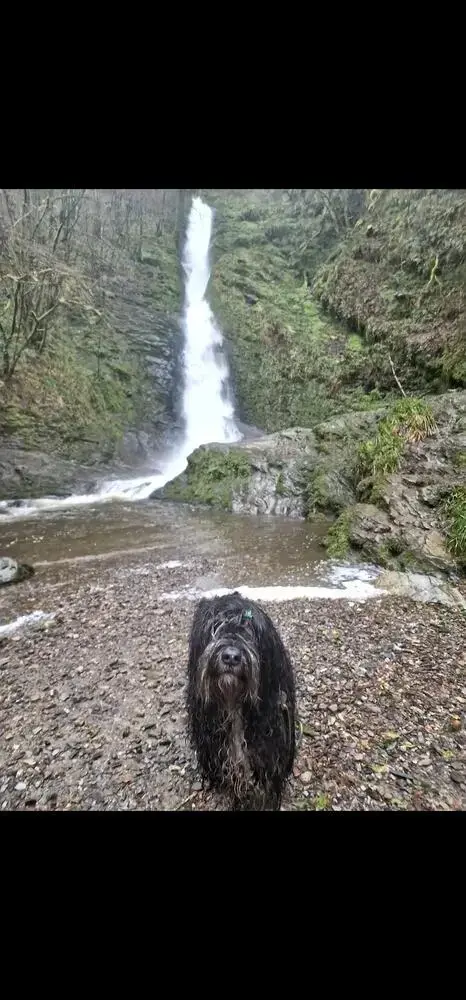 Polish Lowland Sheepdog