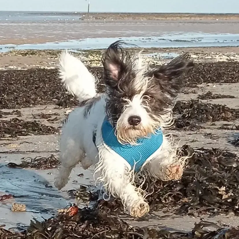Jack Russell Terrier