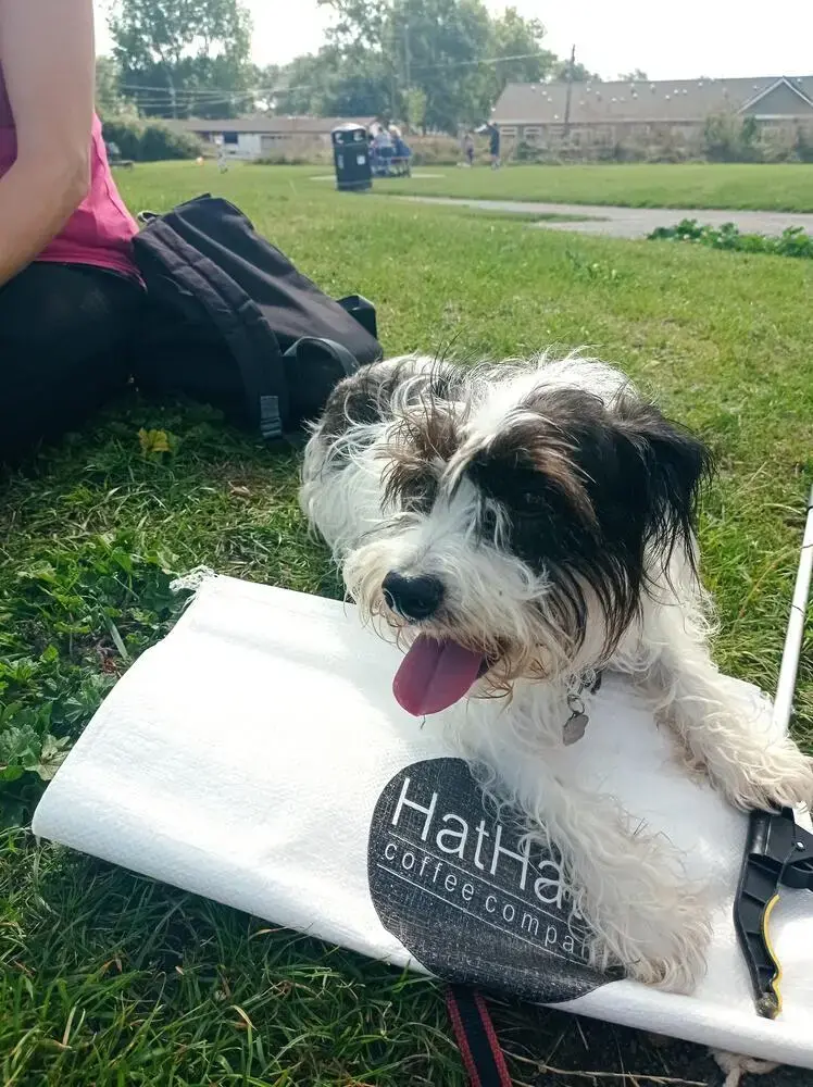Jack Russell Terrier