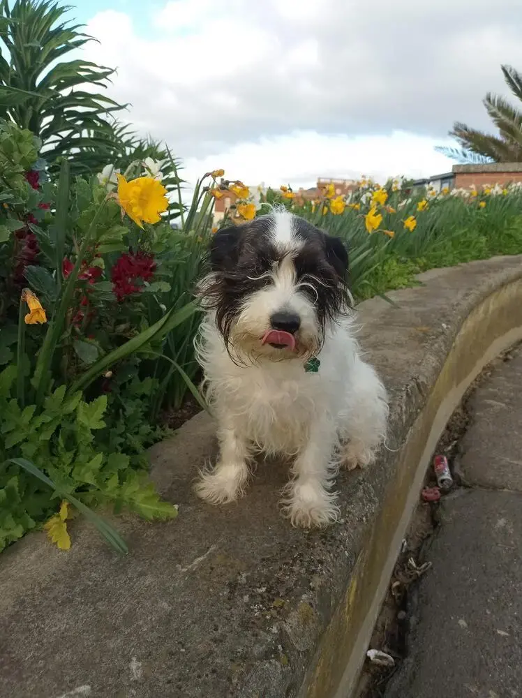 Jack Russell Terrier