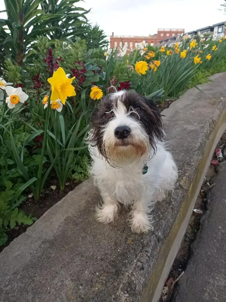 Jack Russell Terrier